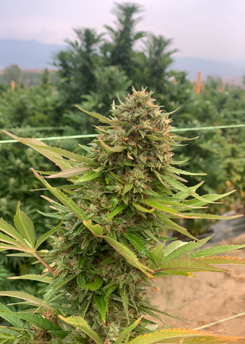 Midwest CBD Seeds