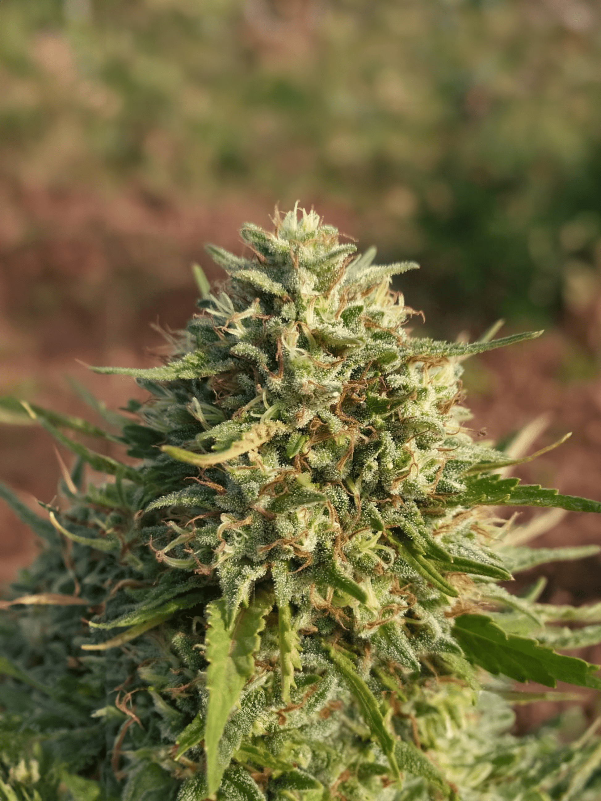 Northwest CBD Seeds