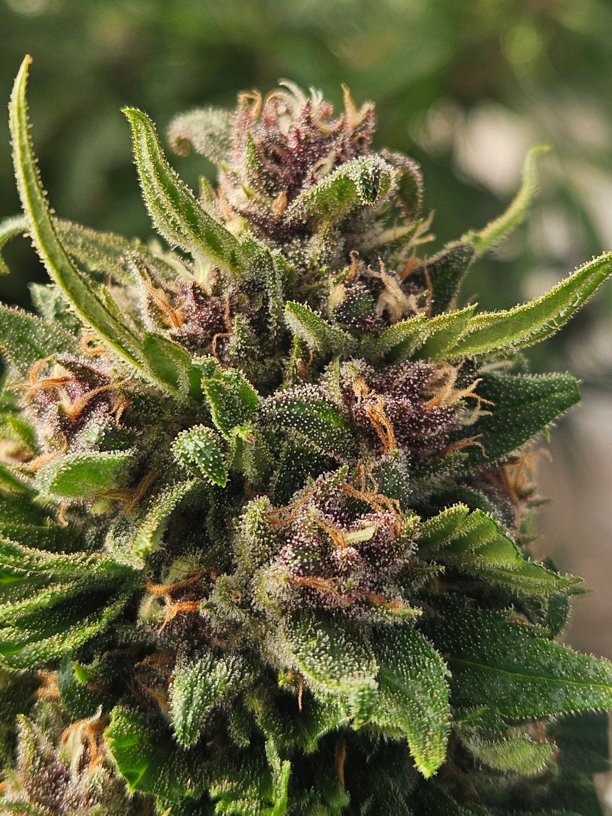 CBD Heaven Seeds