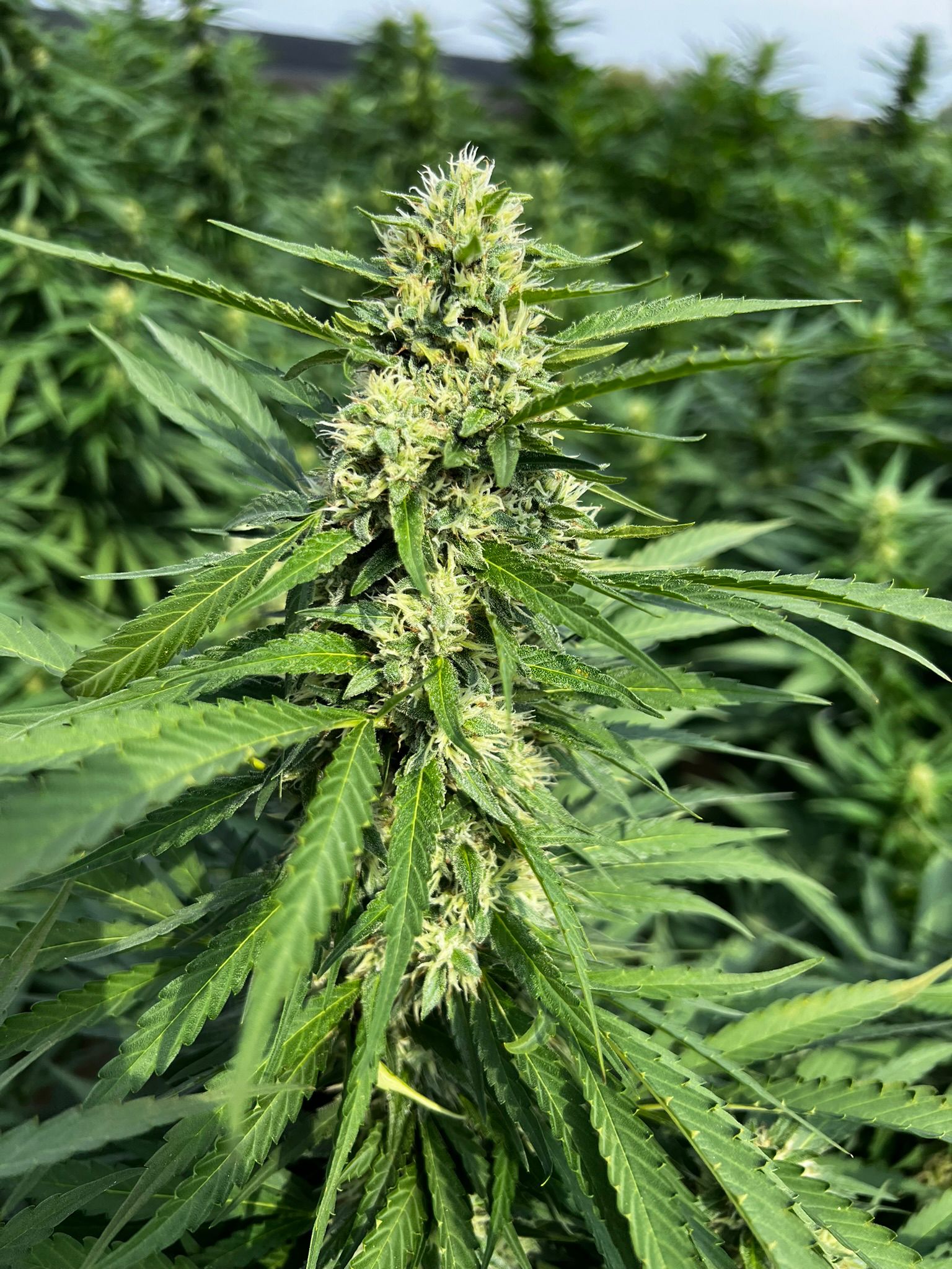 XTAZ CBG Seeds